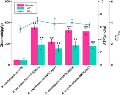 Metabolic Engineering of Bacillus amyloliquefaciens to Efficiently Synthesize L-Ornithine From Inulin